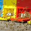 Slovenias World Bee Day Initiative
