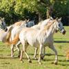 Slovenian Lipizzaners first day of pasture in May