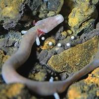Proteus in the Postojna Cave hatched eggs