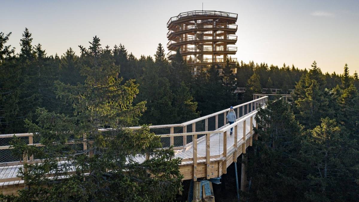 Pohorje Treetop Walk at Rogla to open to visitors soon