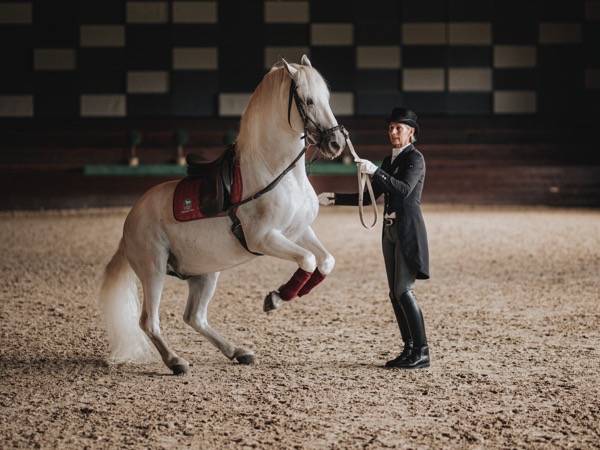 Elegant Lipizzaner horses: the symbol of Slovenia