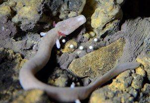 Posebnost Slovenije – človeška ribica v Postojnski jami izlegla jajčeca