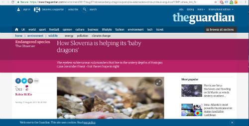 The Guardian and the Observer on Postojna’s baby dragons