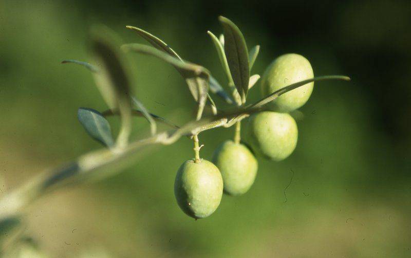 Fest von rebula und olivenöl 2023