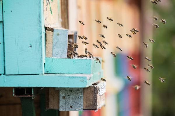 Svetovni dan čebel 2020: zavzemimo se za ohranitev čebel